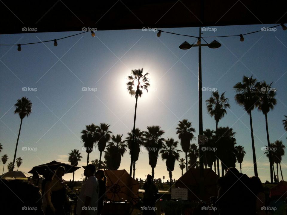 beach tree palm sun by candicem