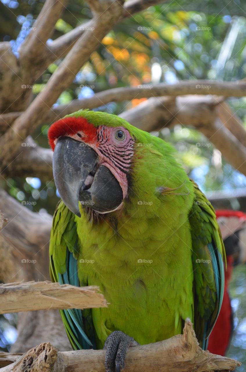 parrot in pose