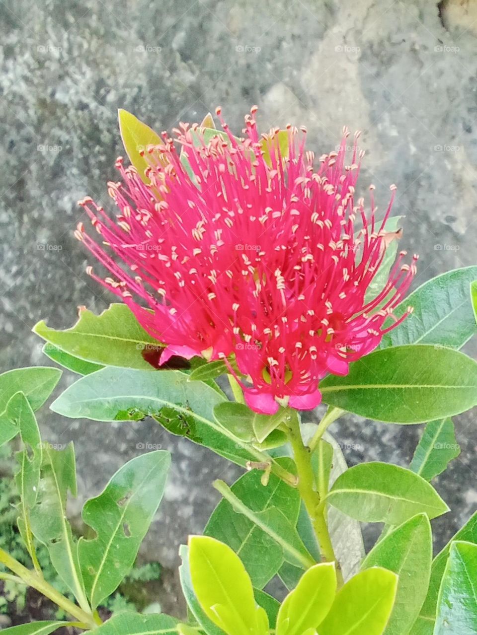 a collection of beautiful flowers in Indonesia