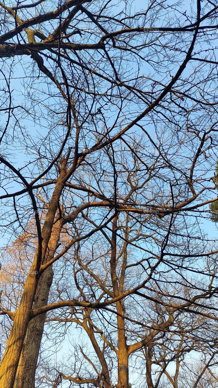 A big tree without green leaves