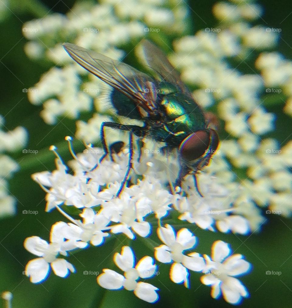 Fliege Insekt Blüte blühen blume