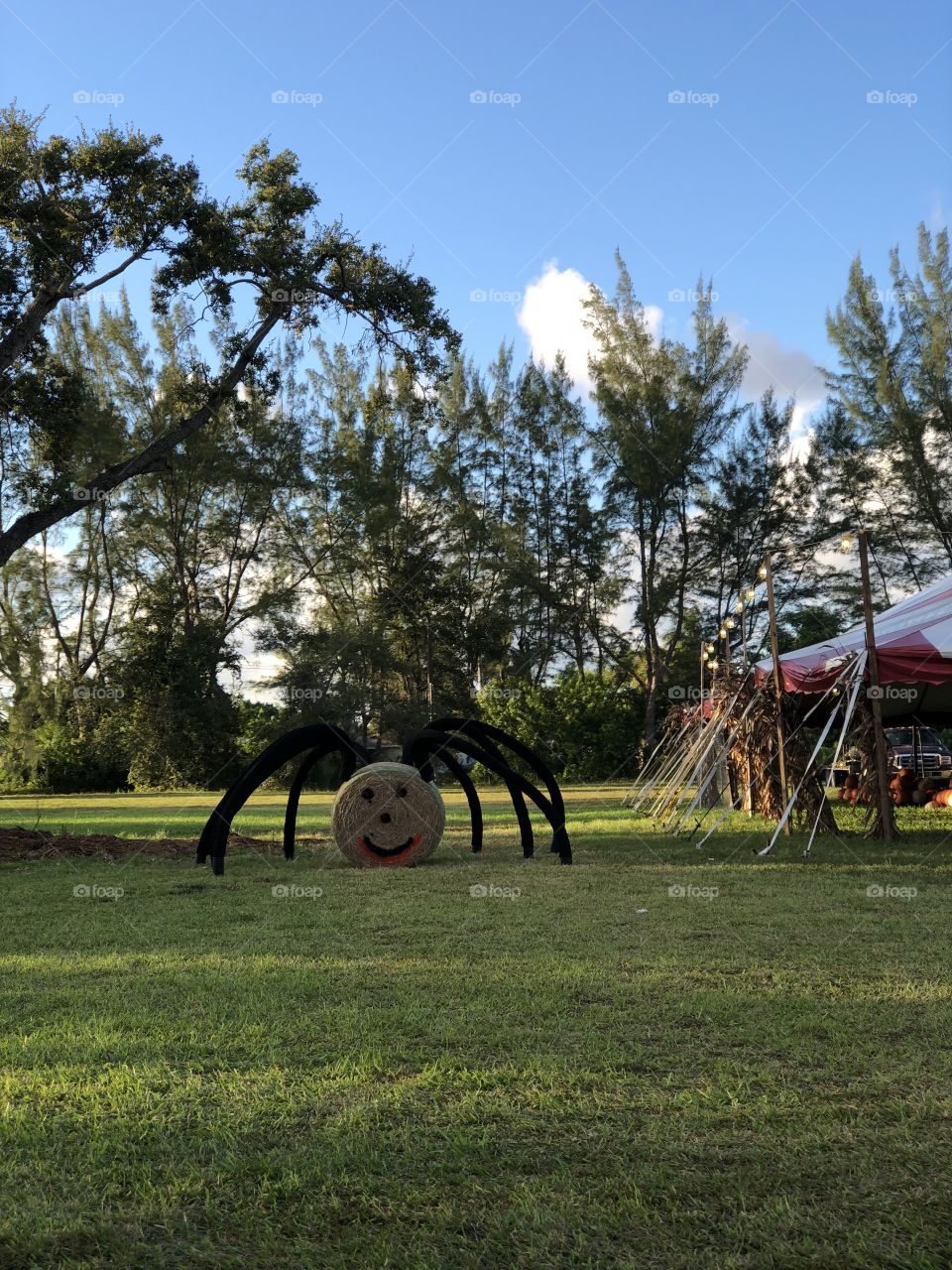 Spider Halloween decoration at pumpkin patch