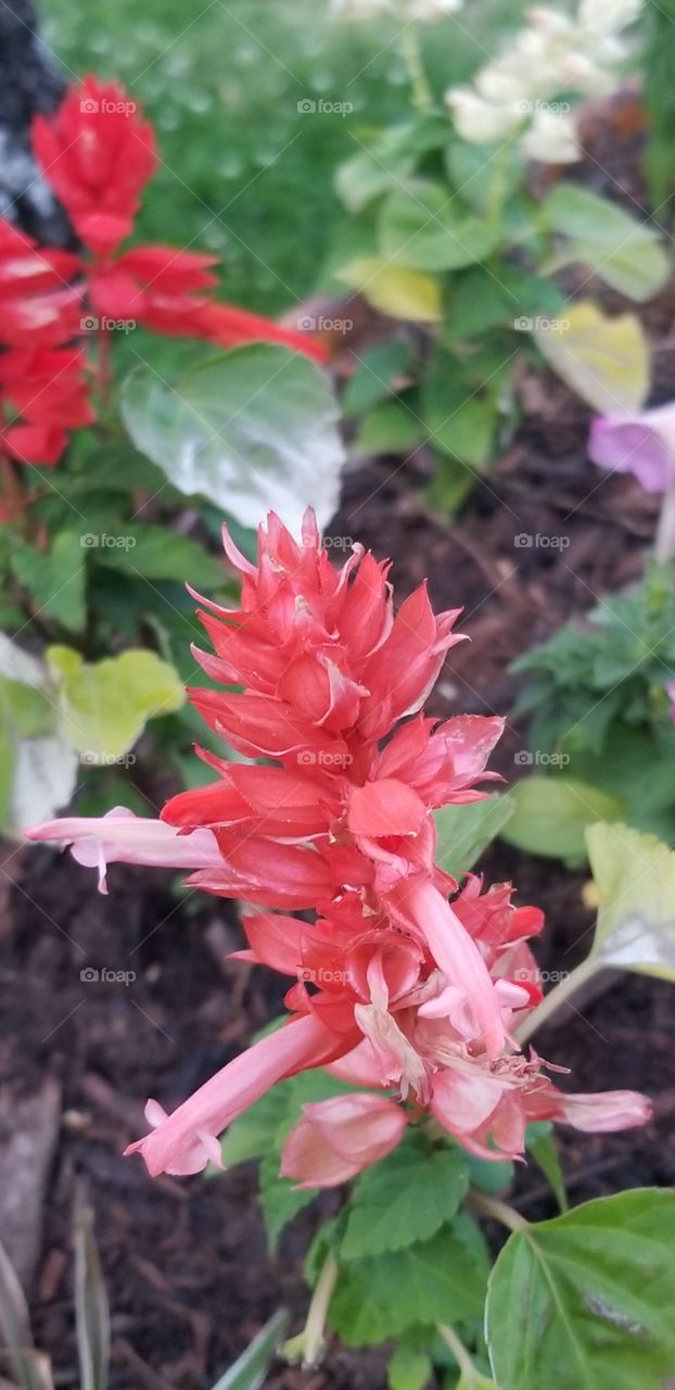 red spring flower in bloom up close