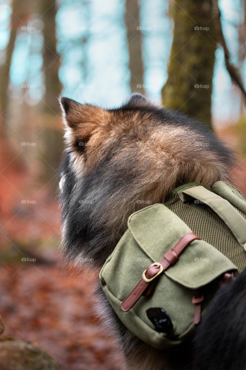 A dog ready to explore nature 