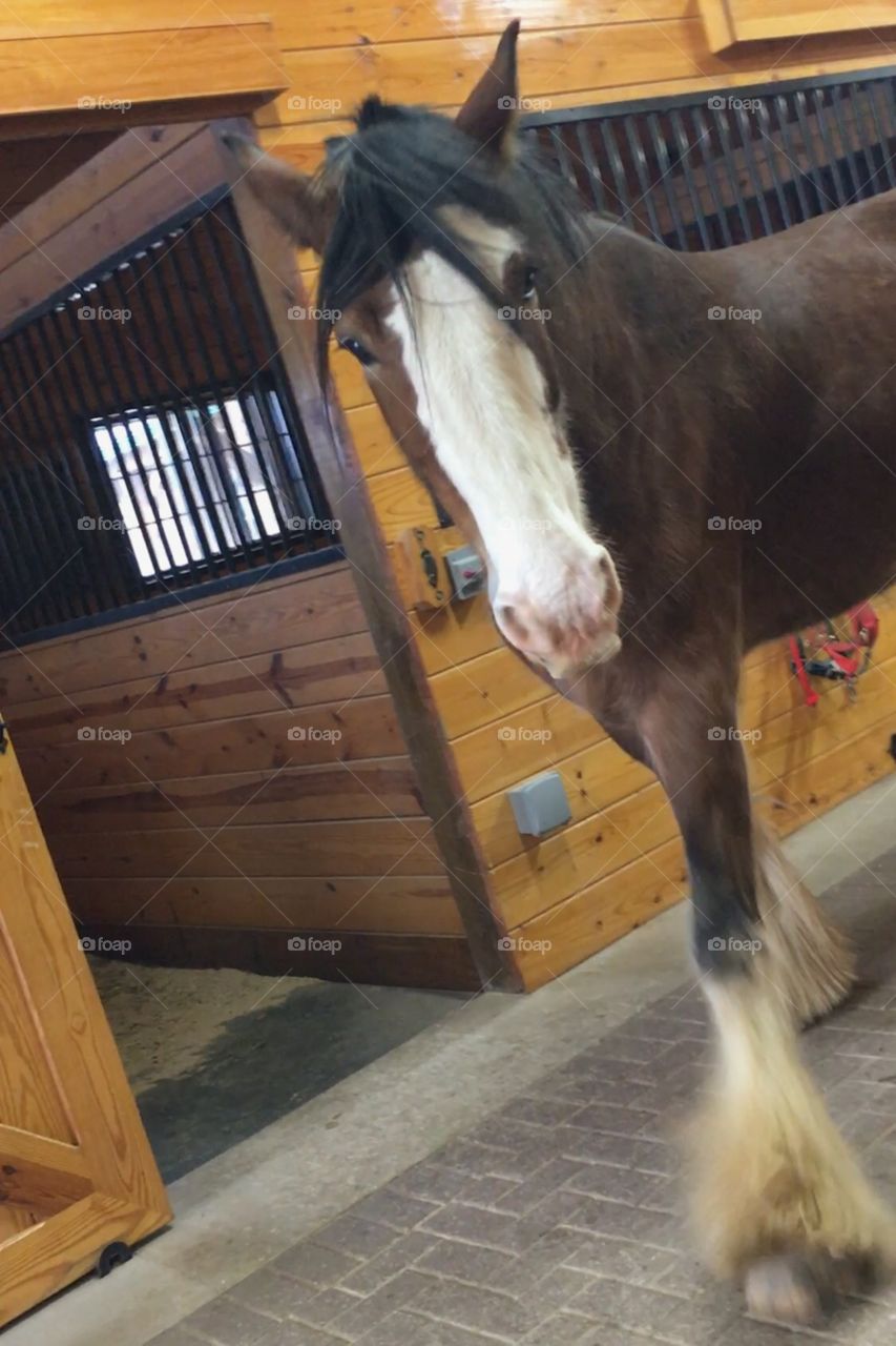 Retired Budweiser horse 😍