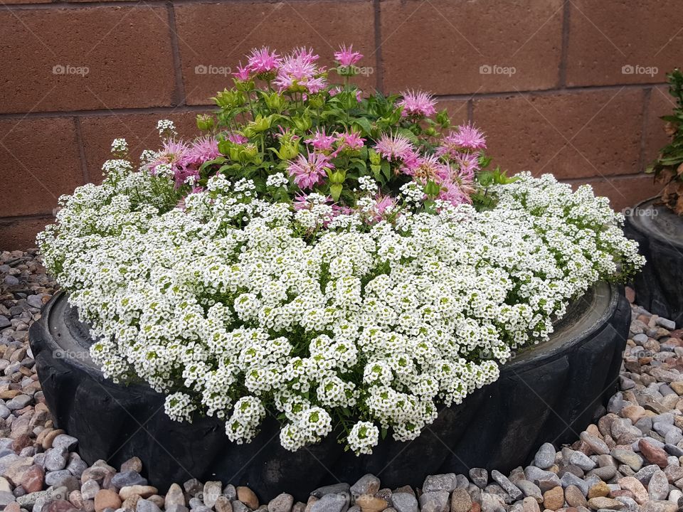 White and pink flowers in a tire planter.