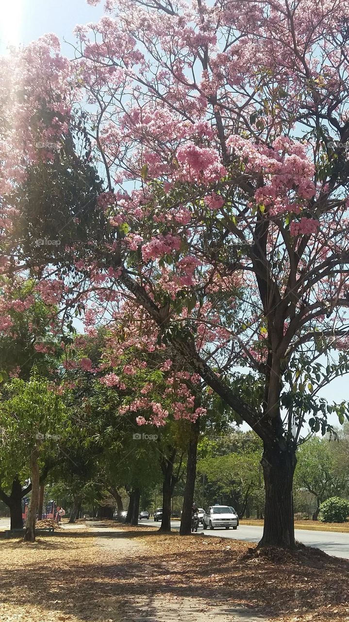 beautiful spring pink flower tree