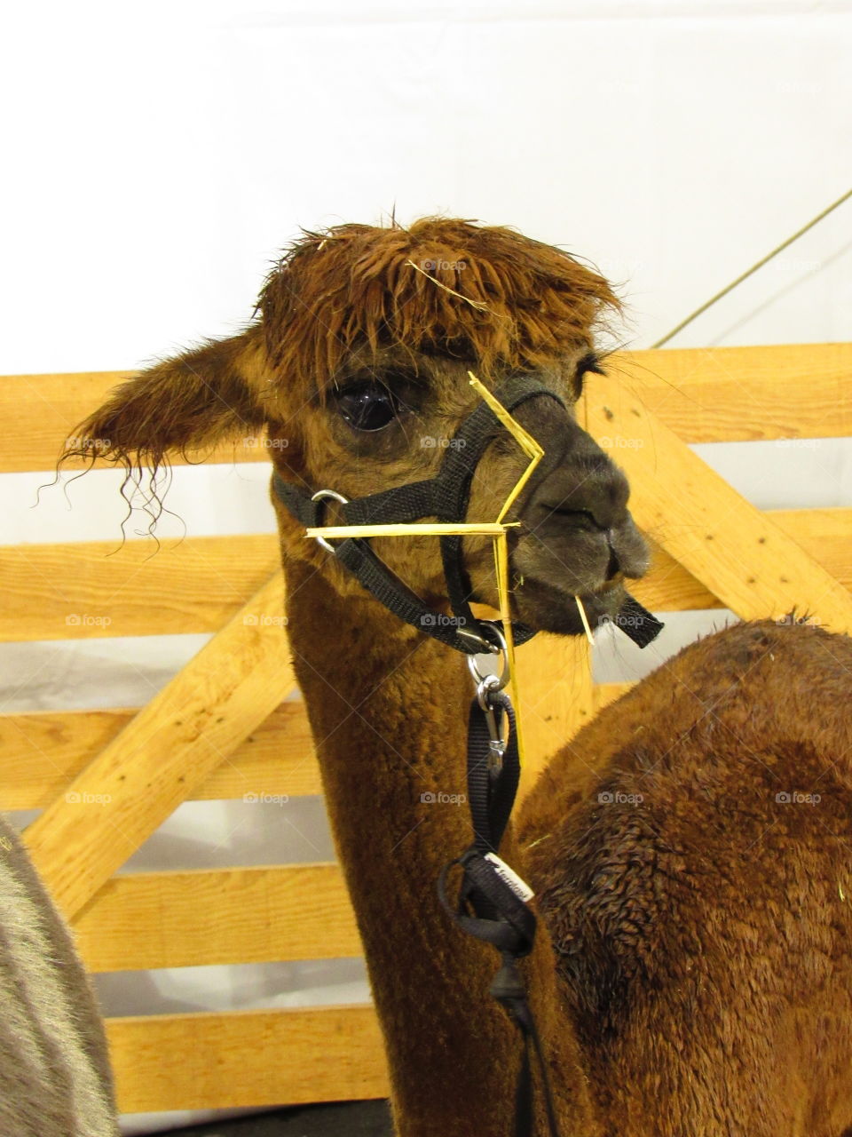 Alpaca