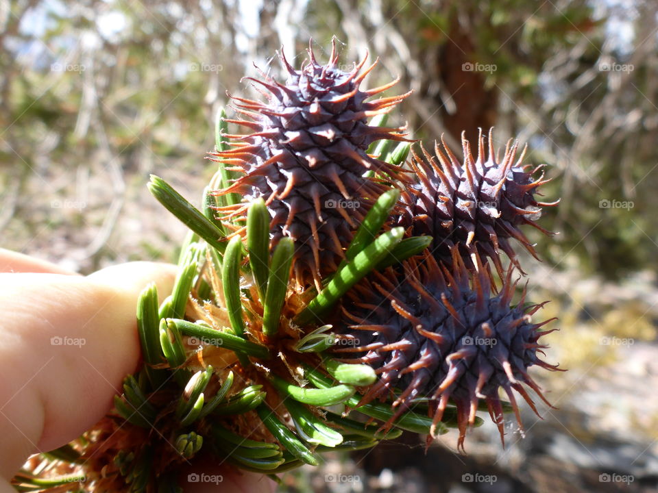 Bristlecone pines