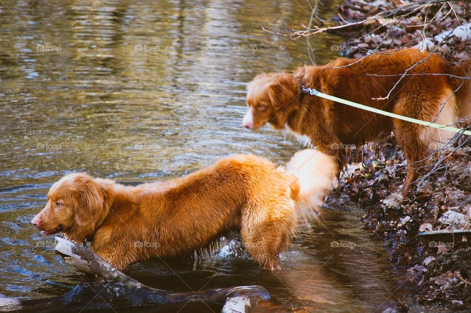 My friend’s Toller dogs playing in the lake.