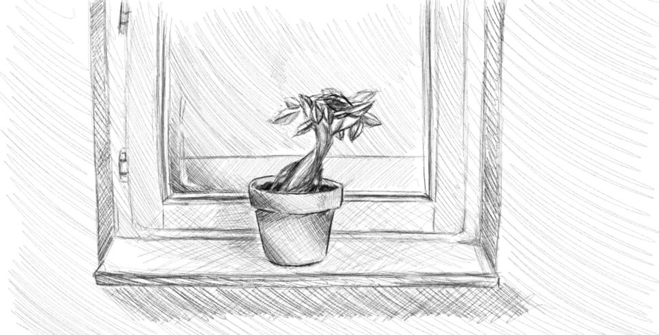 Plant in black and white