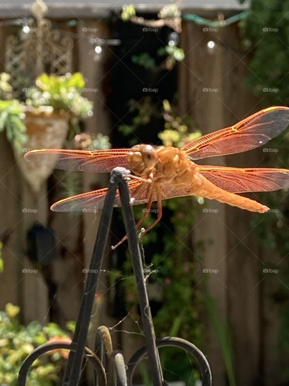 Shiny orange dragonfly 