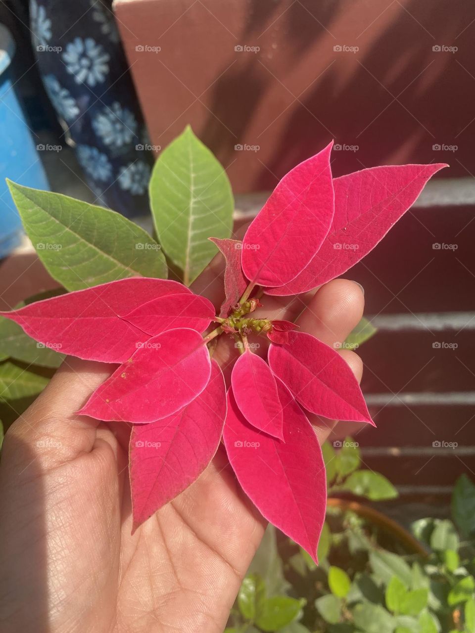 Nature’s symphony in green crescendos as leaves unfurl, dancing with the breeze, painting the world in hues of life. 