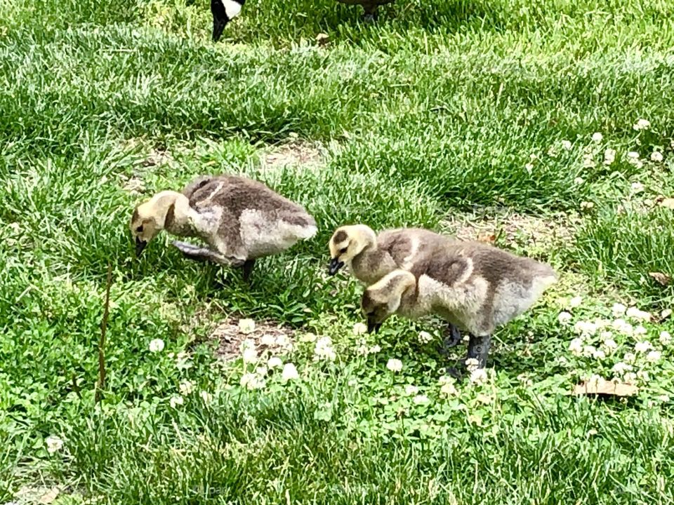 Baby gears - adorable baby geese chicks 