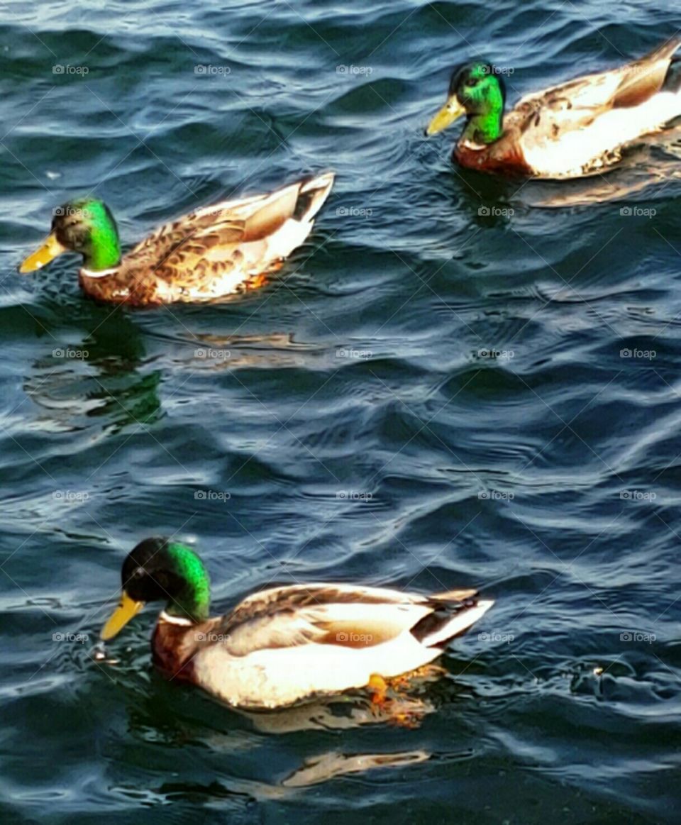 Three Mallard Ducks!