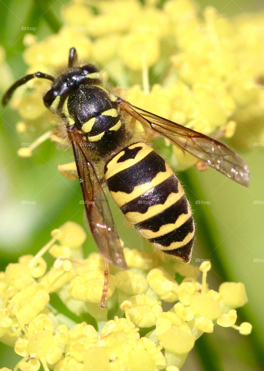 Yellow jacket on yellow flowers