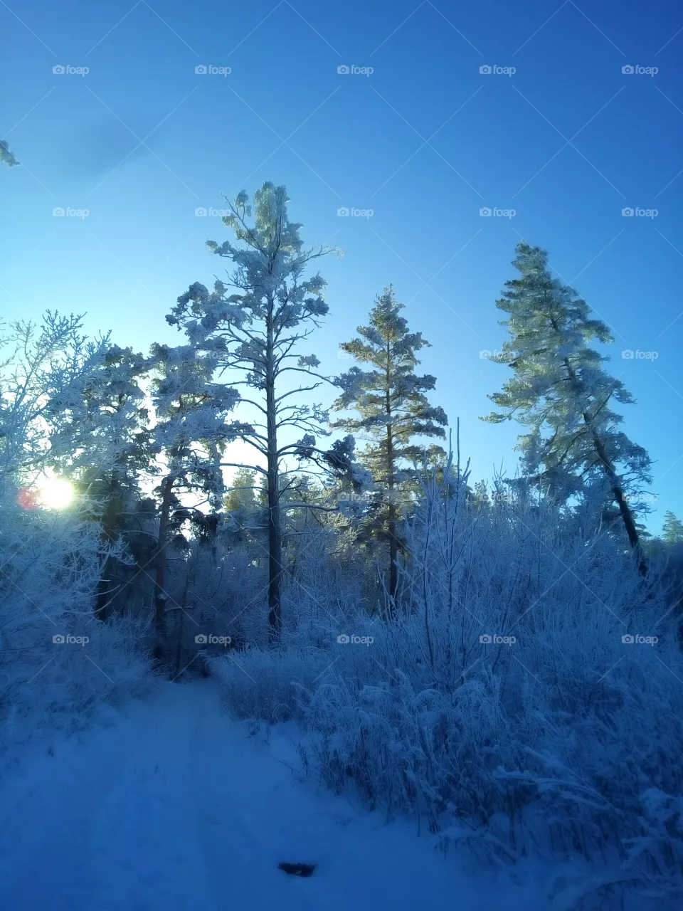 зимний лес