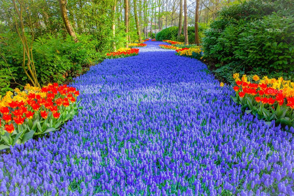 Keukenhof Colorful Flowers Gardens 