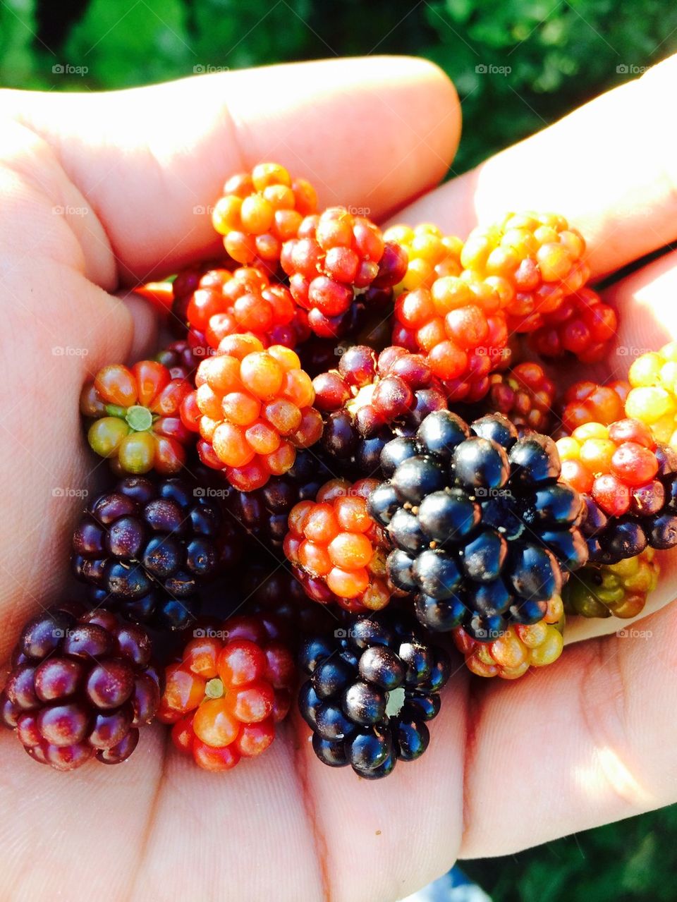 A hands holding fresh blackberries