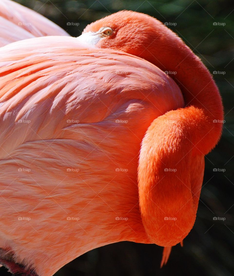 pink flamingo bird