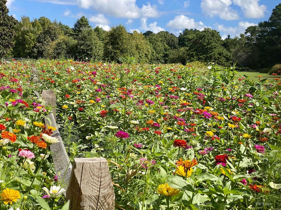 A field of zinnias surrounding a wooden fence