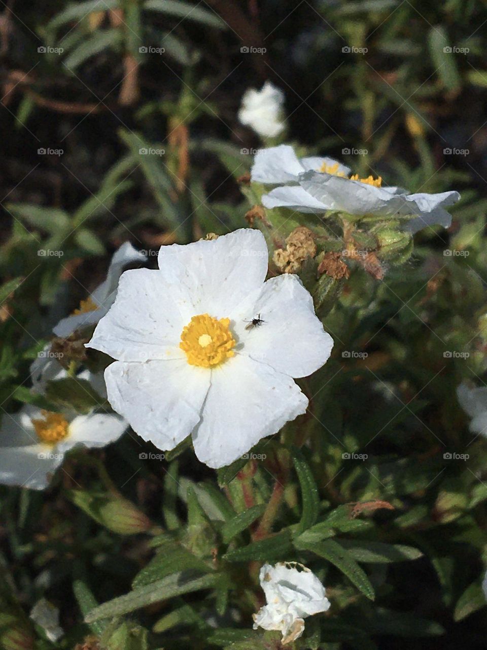 Pure white flower with an insect