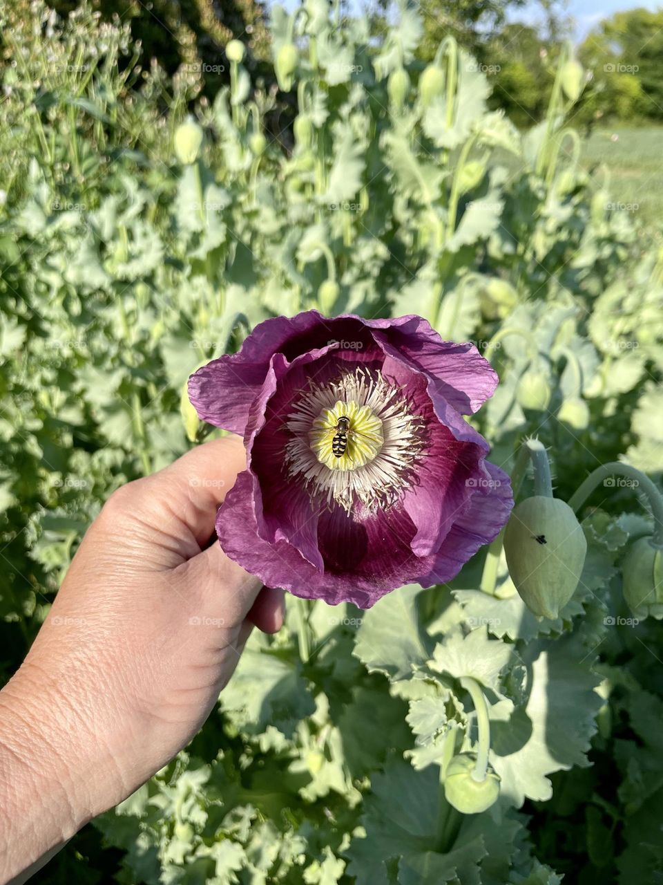 Huge purple poppy with a hornet in the centre 