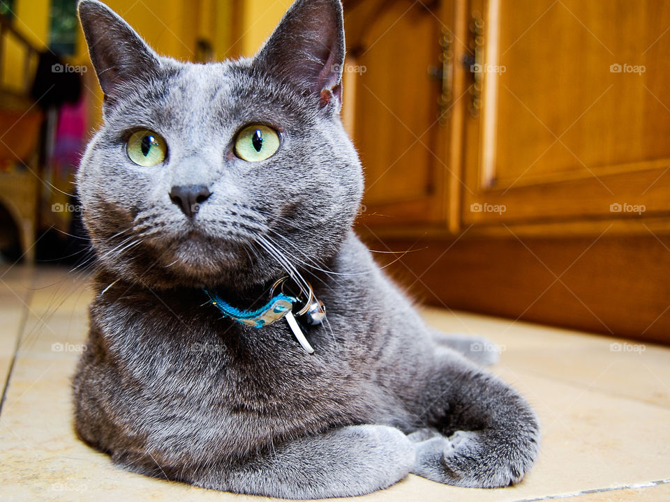 Meet my cat. Her name is Meo