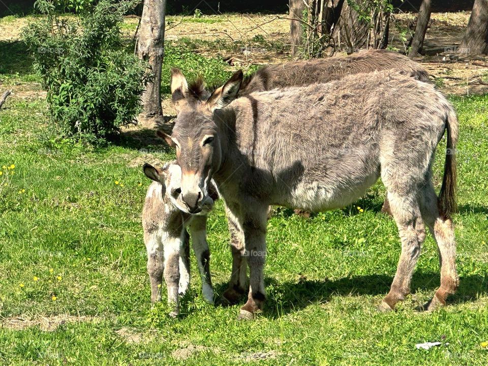 Spring.  On a green lawn with yellow flowers stands a female donkey, behind which a small donkey hid