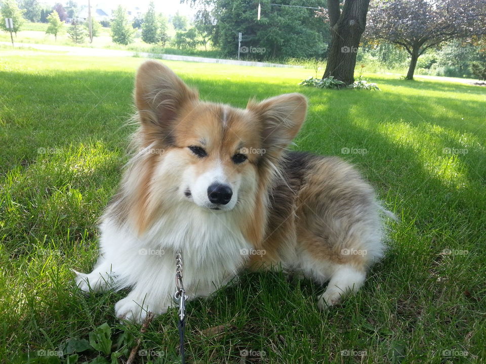 corgi summer