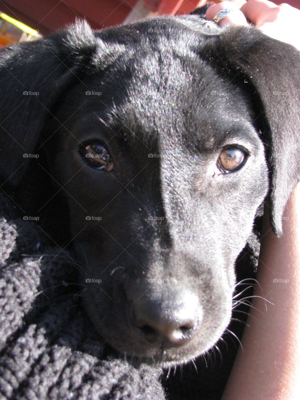 Portrait of a black dog