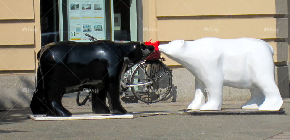 Mammal, No Person, People, Street, Vehicle