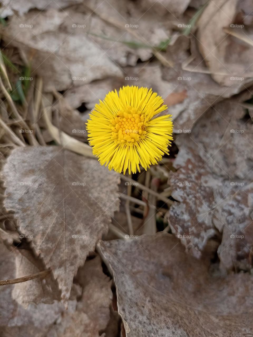 round beautiful texture yellow spring flower