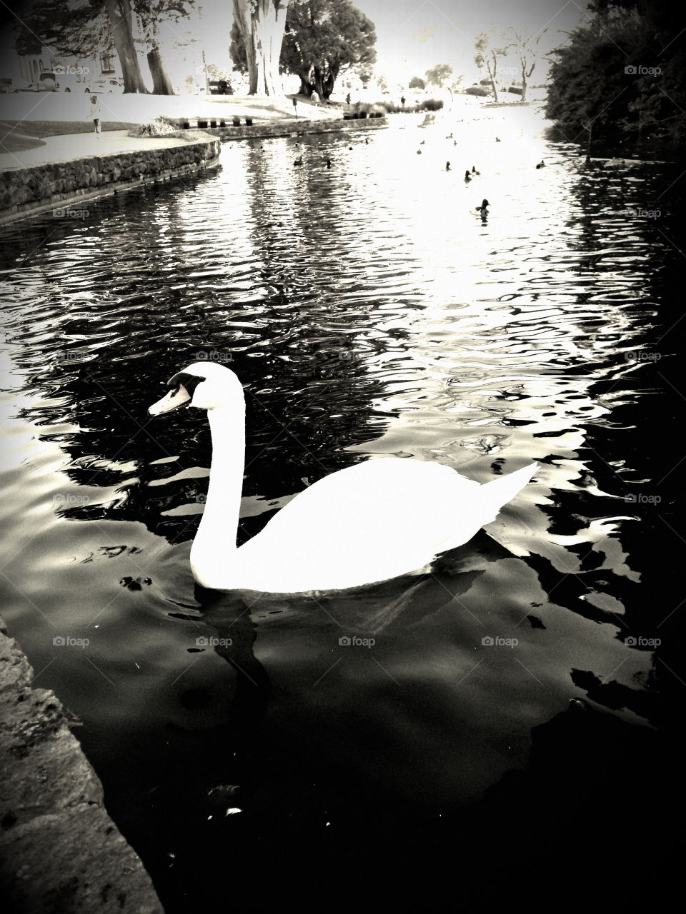 photography art swan building by itsAus