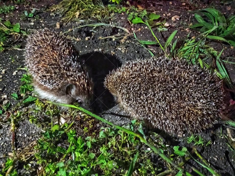 A pair of hedgehogs, a female and a male. they are nocturnal.