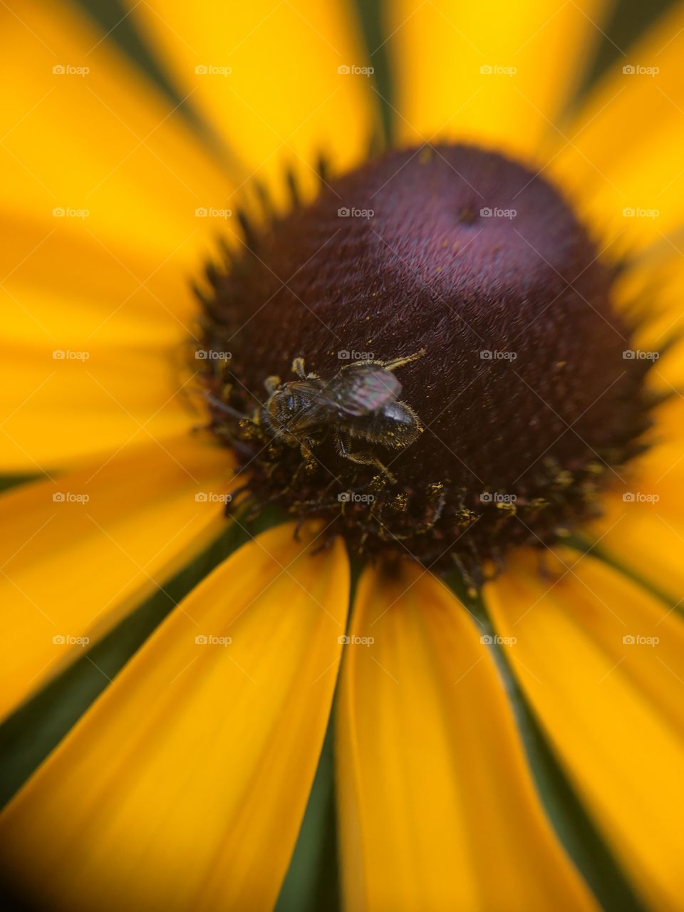 Insect on Black-eyed Susan