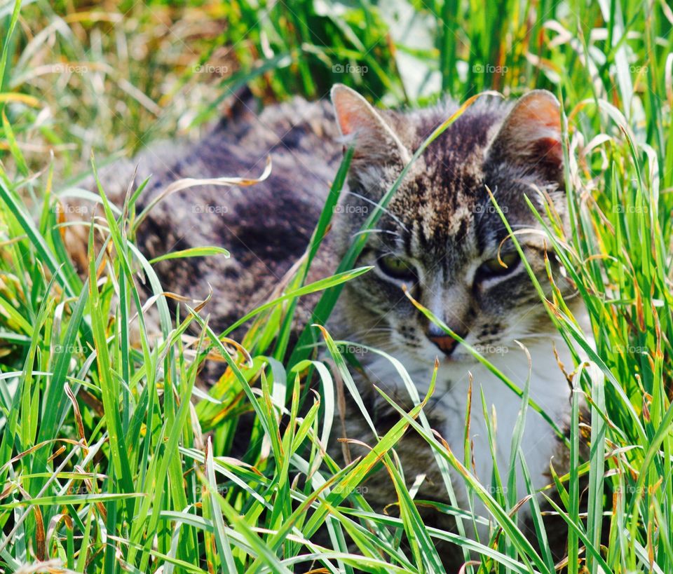 Summer Pets - grey tabby enjoying the summer sun in a lush pasture