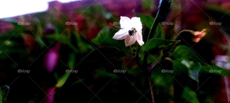 White flower at night
