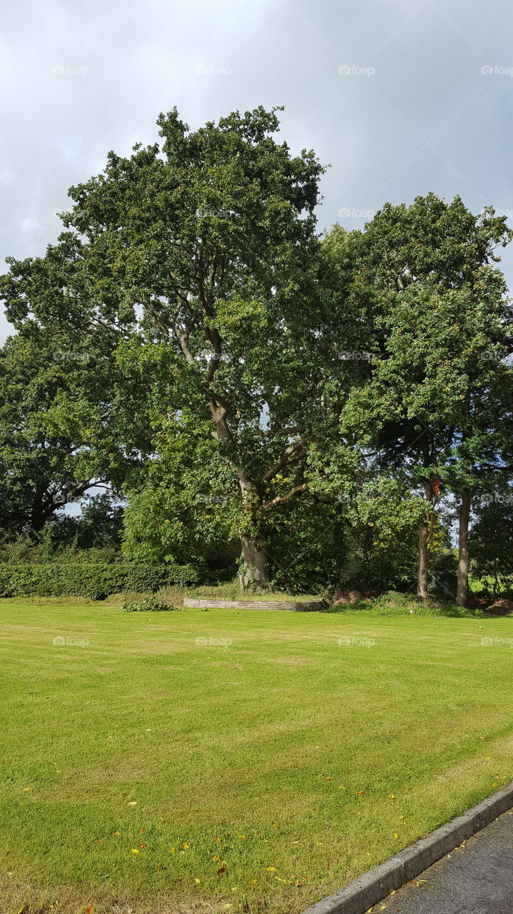 Irish Oak tree in the garden, summer! Very old oak tree over 200 years old, very majestic beautiful tree in full bloom.