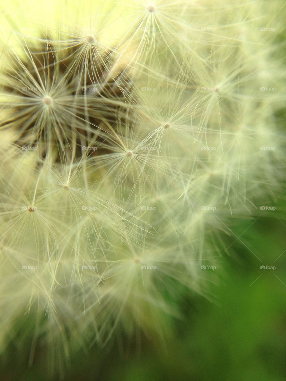 Extreme close up of dandelion flower