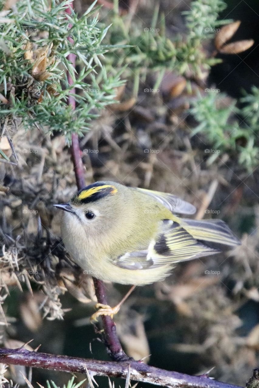 Goldcrest 