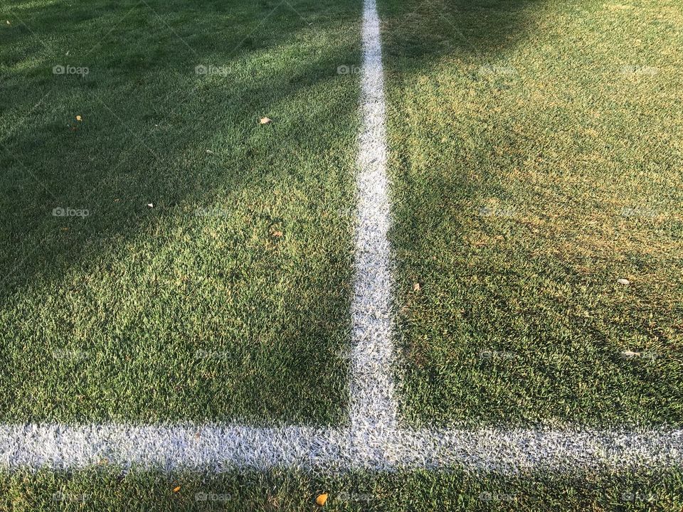 Field closeup