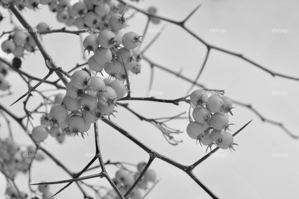 Grey fruit on a cold weather 