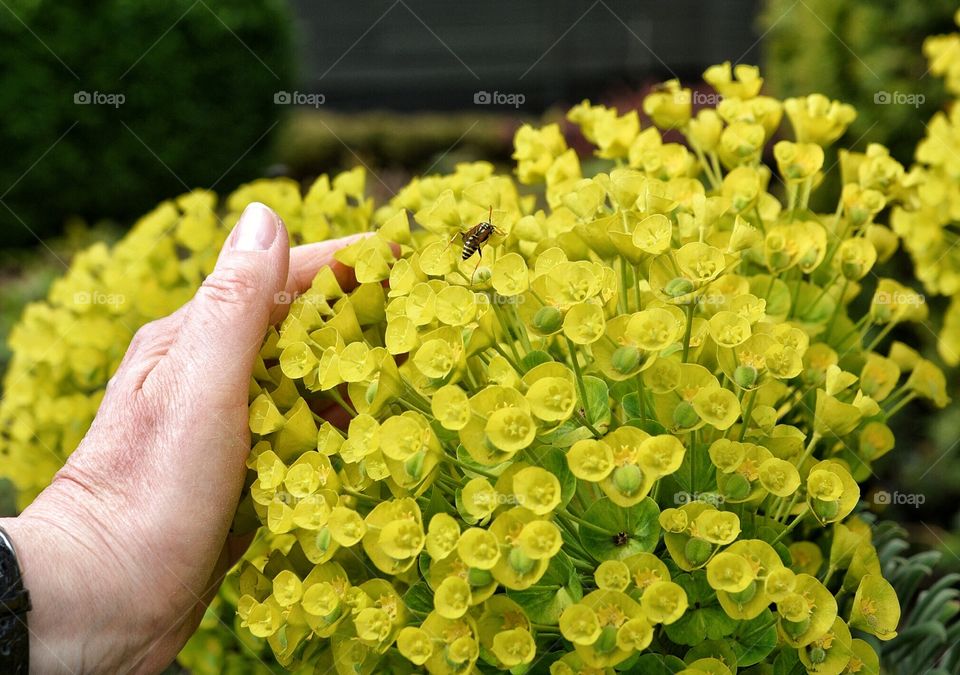 Holding flowers