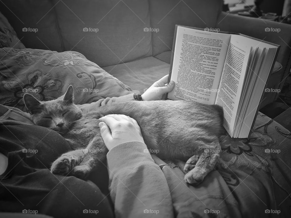 Bleu enjoying a good book by proxy of the readers lap. 