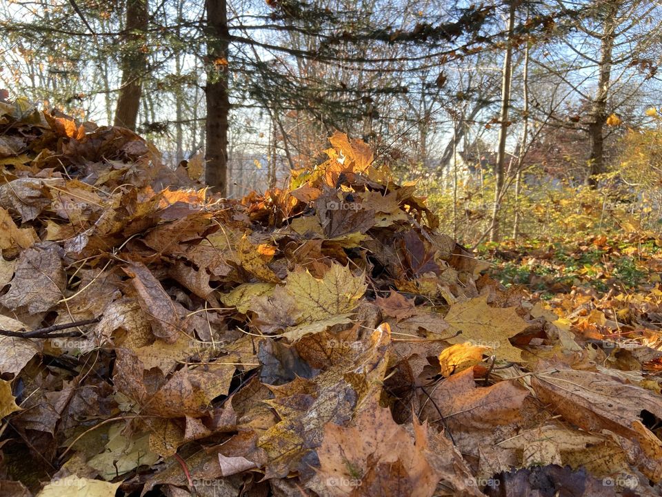 Pile of leaves in sunlight