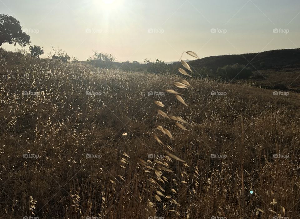 Dry grassland under sunshine 