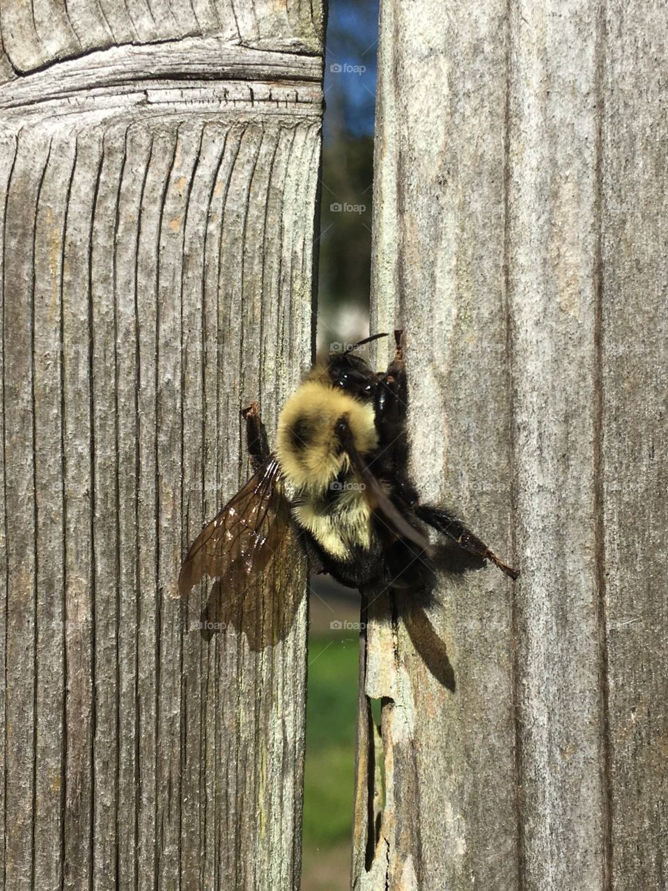 Close-up of honeybee