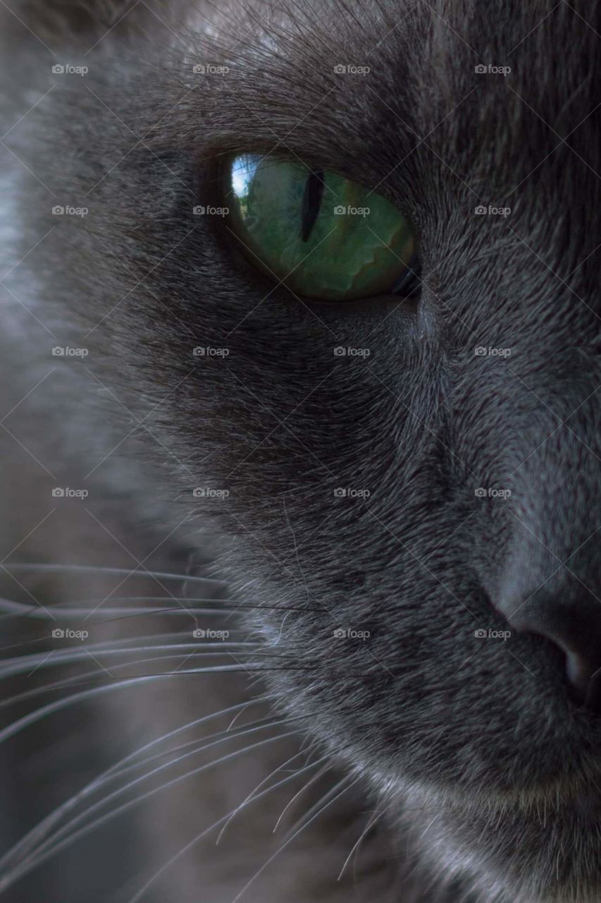 extremely close up image of half of a dark gray cat's face with a deep green colored eye and thin white whiskers