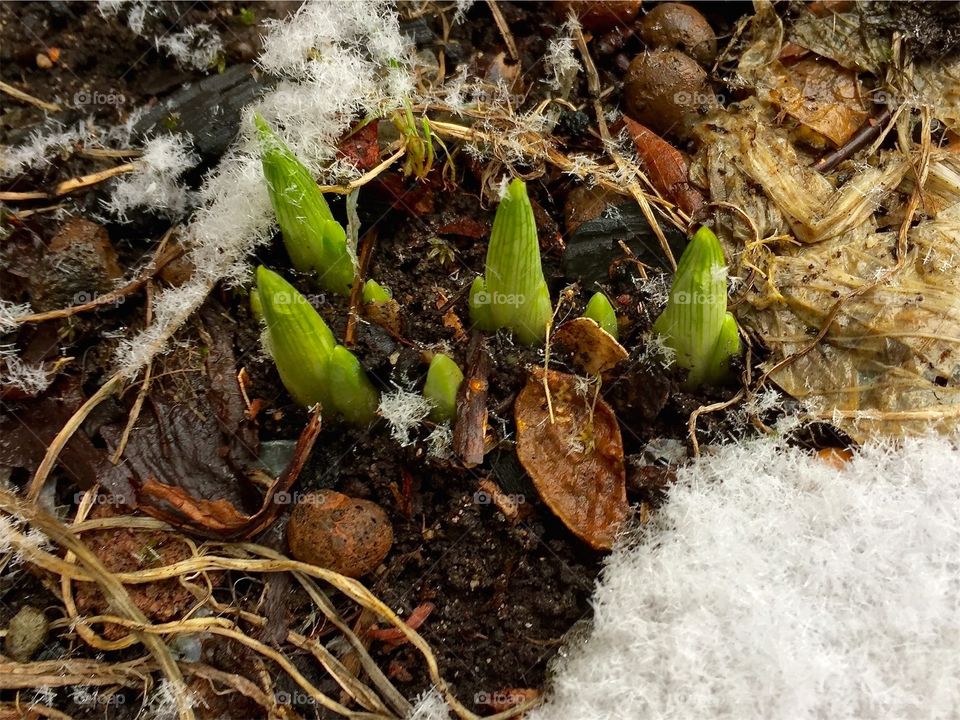 Buds of the plant iris stands up in a flowerbed with snow in Sweden in March. 